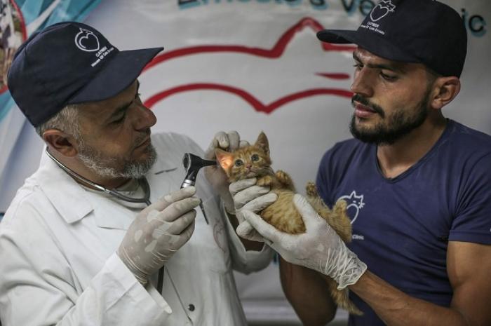 Сириец отказался от эвакуации, чтобы спасти брошенных кошек