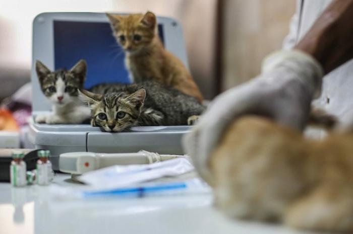 Сириец отказался от эвакуации, чтобы спасти брошенных кошек
