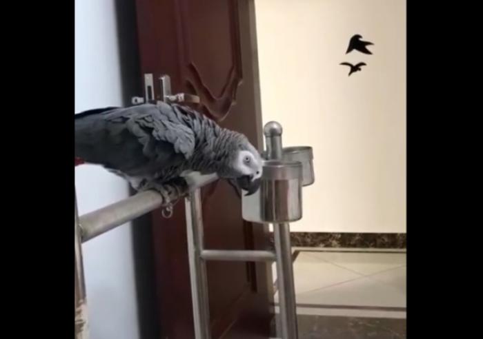 Как объяснить попугаю, что нельзя кусать хозяина?