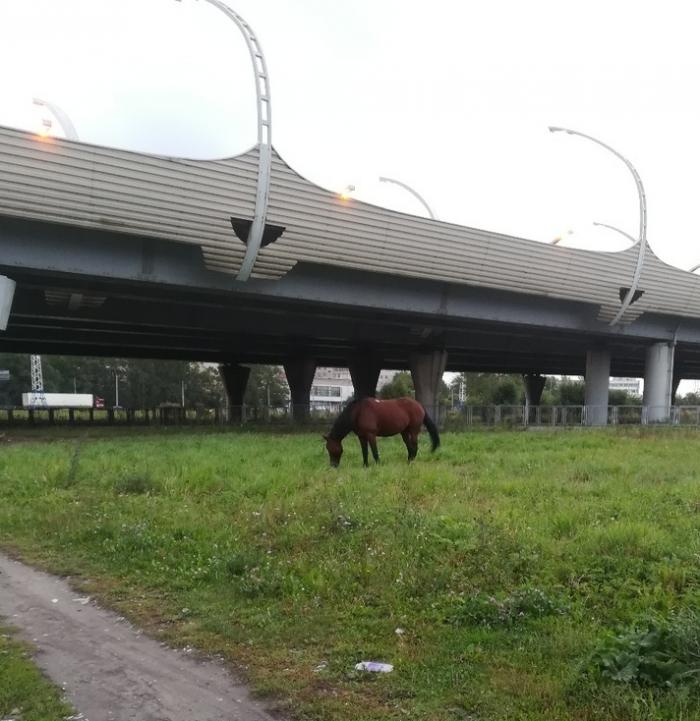 В Петербурге лошадь щипала траву возле остановки и чуть не села в троллейбус