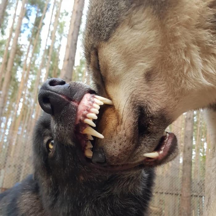 Бизнесмен из Екатеринбурга показывает, как ему живется с волками ❘ фото