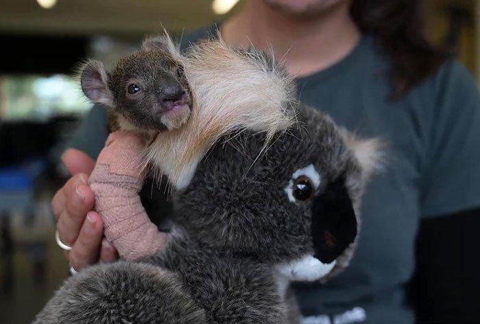 Маленькая коала с гипсом на лапке ❘ фото + видео