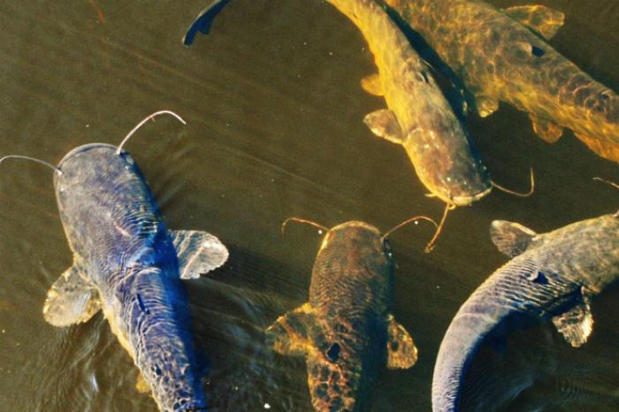Сомы-монстры: огромные рыбы из чернобыльского пруда ❘ видео