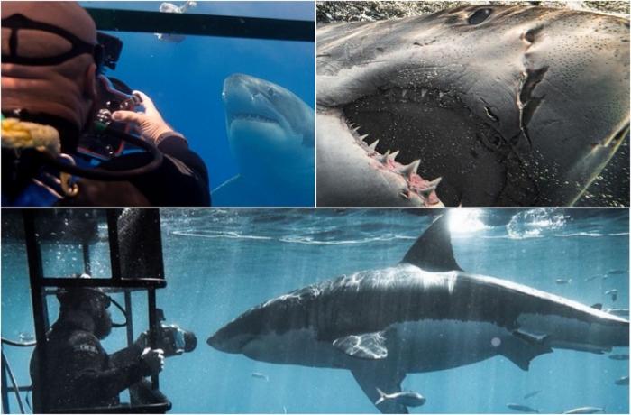 Британский фотограф делает невероятные фотографии акул ❘ фото