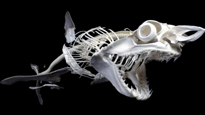Фотографии скелетов разных животных в Instagram публикуют остеологи из Франции