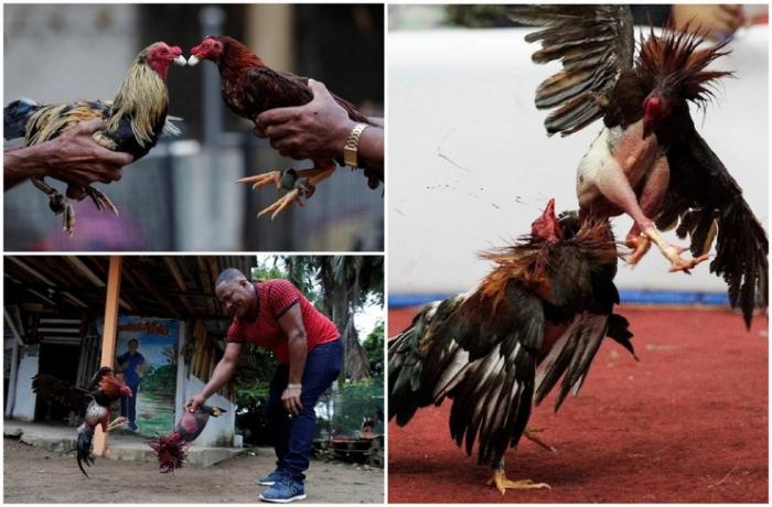 Петушиные бои — традиция и спорт в Панаме