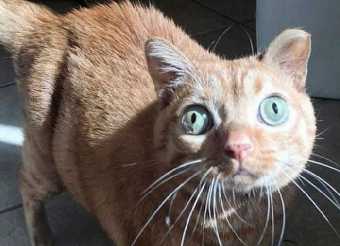 Потейто: кот, ставший звездой благодаря своим глазам
