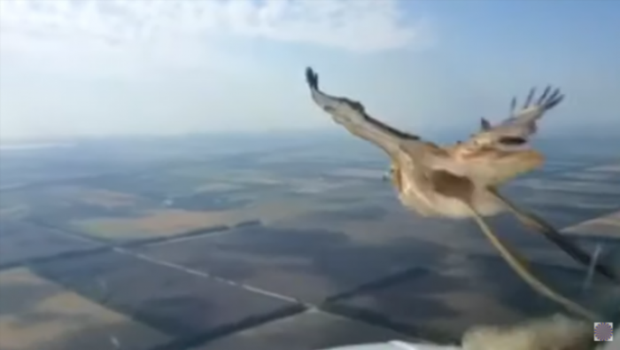 Российские пилоты сняли на видео, как птица влетела в лобовое стекло самолета ❘ видео