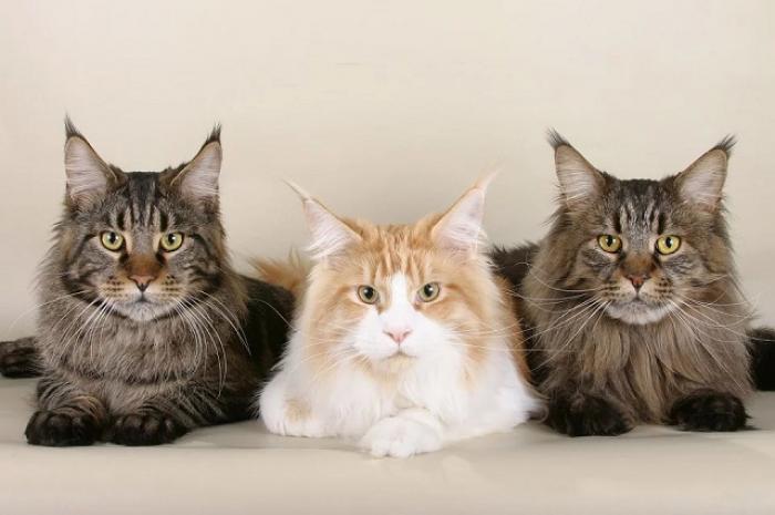 Исследование: самые любимые породы кошек россиян