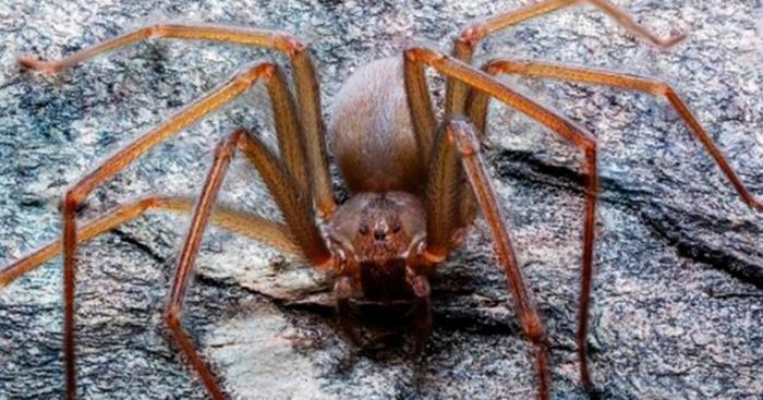 Ученые обнаружили в Мексике новый вид пауков, чей укус вызывает гниение плоти