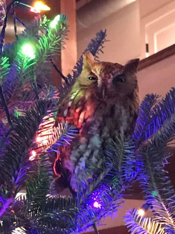 В США семья купила себе ёлку на Рождество с маленьким сюрпризом
