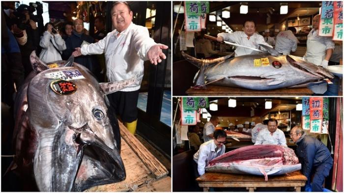 В Японии на аукционе продали тунца за 1,8 млн долларов