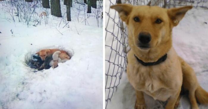 Люди спасли собаку, которая жила в сугробе вместе с щенками
