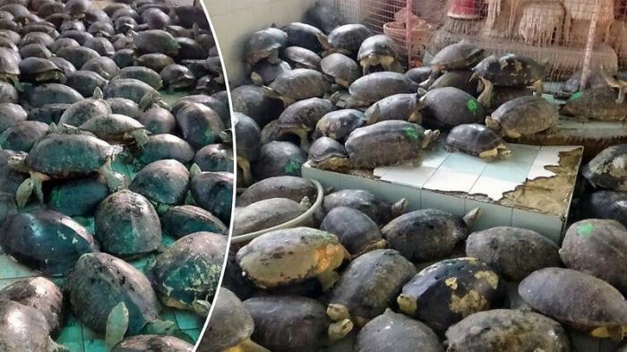 Сотни черепах живут в тесных бассейнах при тайском буддийском храме