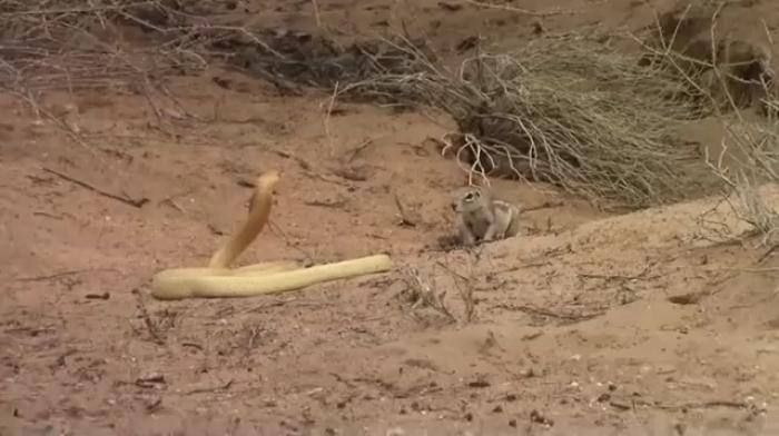 Смертоносная кобра против белки