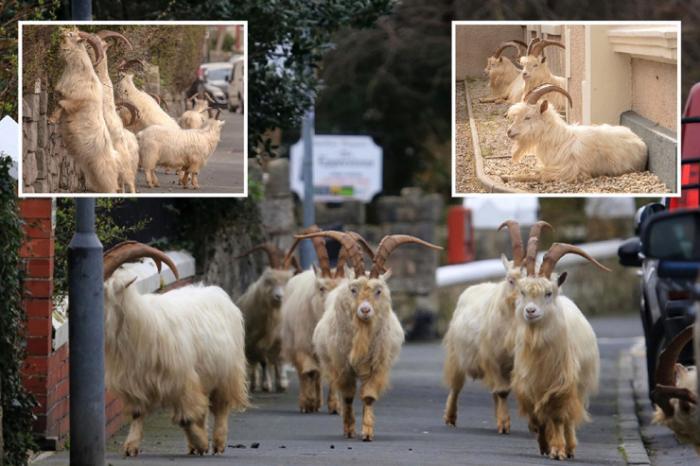 Стадо коз оккупировало пустынные валлийские улицы, пока местные жители сидели на карантине