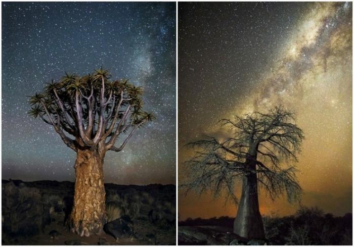 Старые деревья под звездным небом на снимках Бет Мун