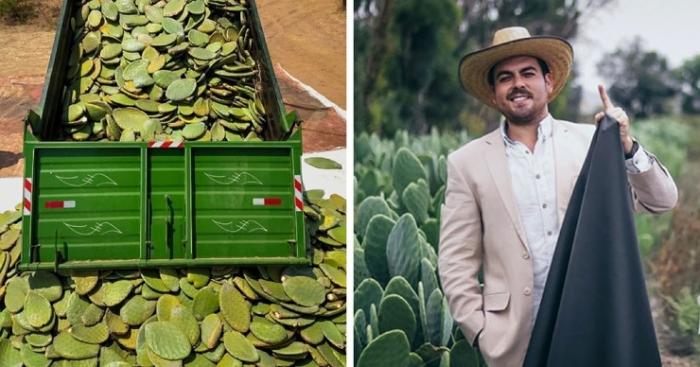 Два мексиканца придумали натуральную веганскую альтернативу коже. Они предлагают делать её из кактусов! │ фото + видео