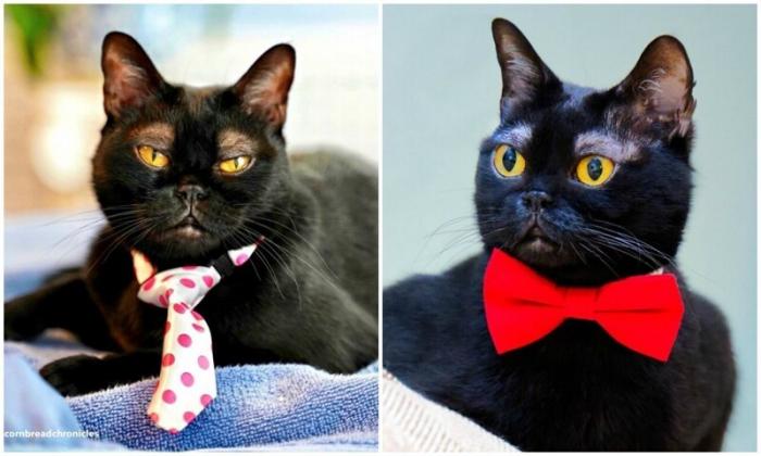 Какие брови! Интернет очаровал черный кот с белыми бровями