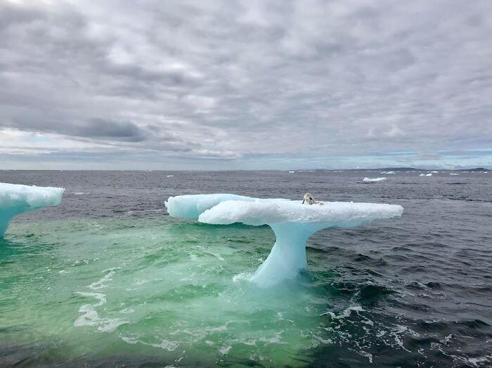 Рыбаки подумали, что они наткнулись на тюленя, плавающего на айсберге