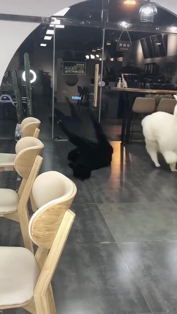 Альпаки вломились в кафе