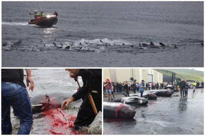 На Фарерских островах, следуя традициям, в очередной раз забили 252 длинноперых кита и 35 атлантических белых дельфинов.