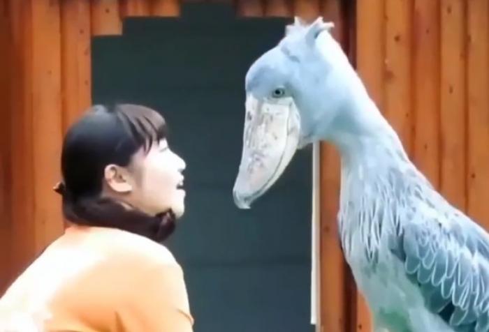 Редкая птица китоглав покусывает посетительницу зоопарка