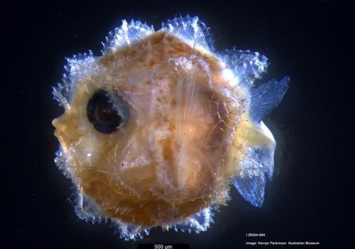 Учёные впервые смогли обнаружить крошечных мальков луны-рыбы