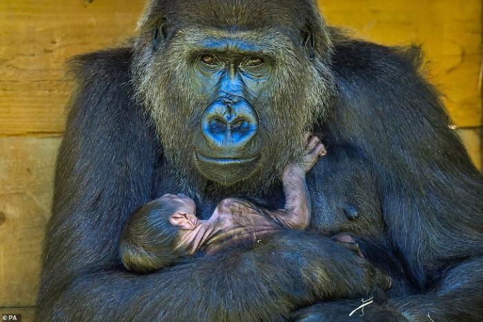Фотографии новорожденной гориллы и ее мамы