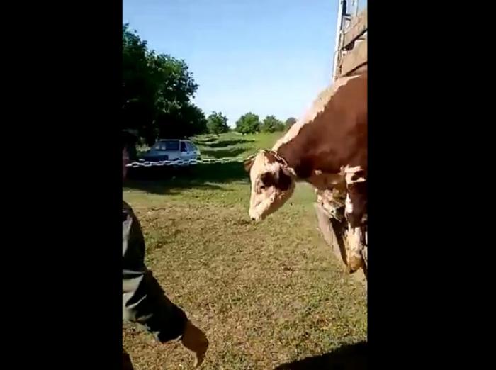 Как быстро переправить быка через водоем