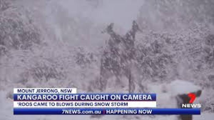 В Австралии выпал снег. Кенгуру обрадовались — и подрались