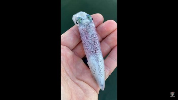 Завораживающее видео: как кальмар меняет свой цвет
