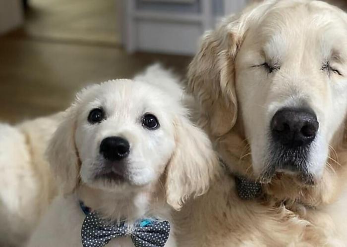 У ослепшего пса появился новый и надежный друг