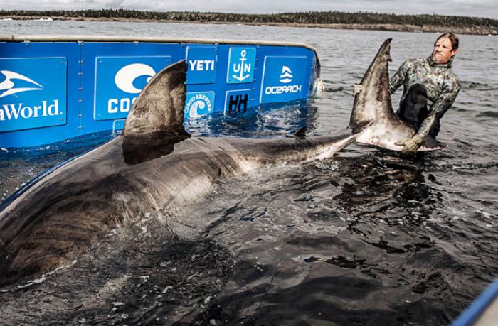 У берегов Канады поймали белую акулу — матриарха океана