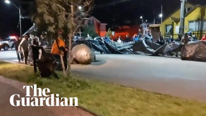 В Чили на улицы города вышел двухтонный морской слон. Жители организовали спасательную операцию и вернули его в море