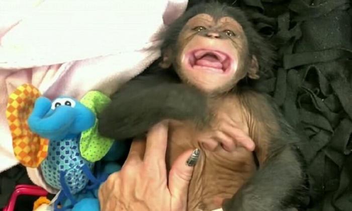 А вы видели, как смеются обезьяны?