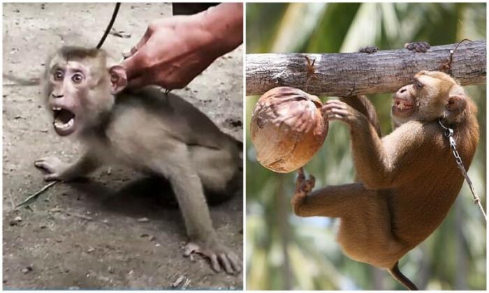 Британские супермаркеты отказались от кокосов, собранных обезьянами