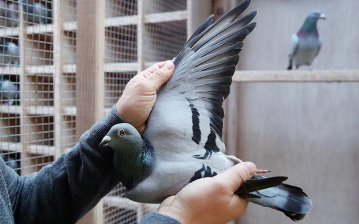 В Бельгии продали гоночного голубя за рекордные $1,9 миллиона