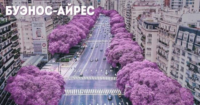 Буэнос-Айрес в цвету. Сезон жакаранды