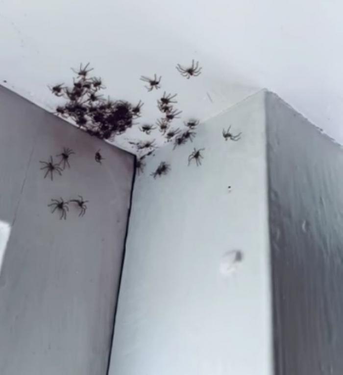 Теперь это наш дом: комнату женщины из Сиднея заполонили смертоносные пауки-охотники