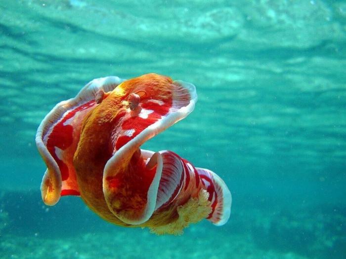 Испанский танцор: Гигантский ядовитый моллюск всю жизнь проводит в танце, а размножается откладывая «цветы» из яиц