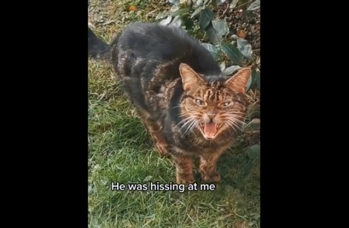 "Как приручить Тигра": история дружбы девушки из Британии и бродячего кота со скверным характером