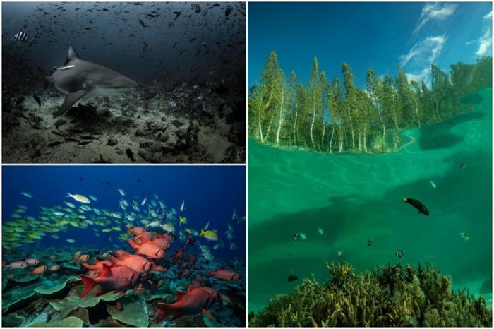 Удивительный подводный мир на снимках Жасмин Кэри
