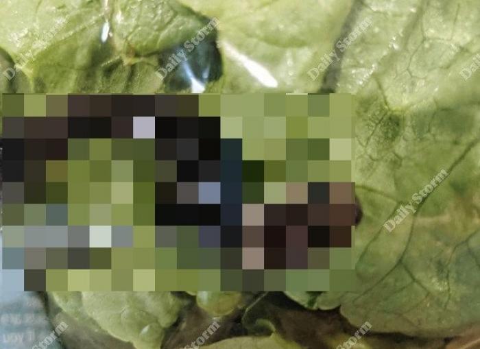 Мужчина в Австралии купил салат с одним из самых ядовитых существ в стране