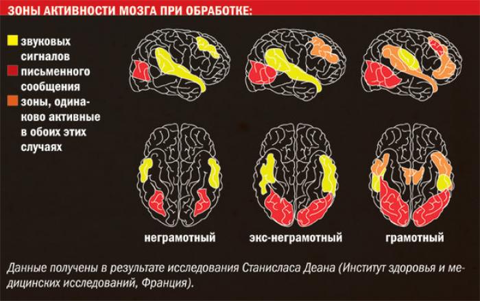 Время активного мозга. Активность мозга. Зоны активности мозга. Мозг во время чтения. Активность мозга при чтении.
