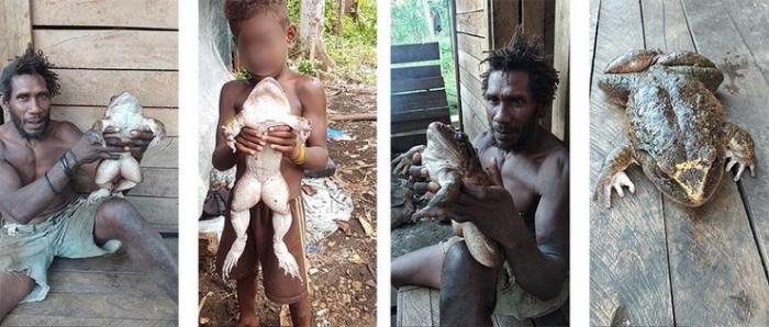 Жители деревни были ошеломлены, найдя на Соломоновых островах лягушку весом почти в килограмм