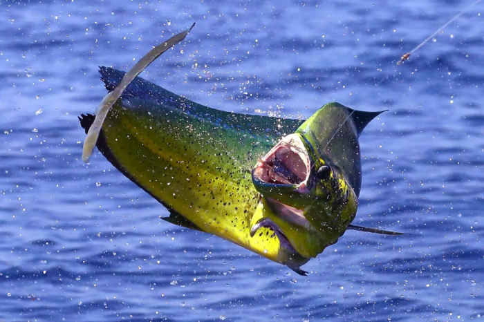 Корифена: Рыба, которую может поймать только мастер. Скорость в 65 км/ч и высокий интеллект сделали её легендой