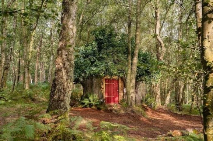 Disney построил настощий дом Винни-Пуха в английском лесу и в нем есть особые правила
