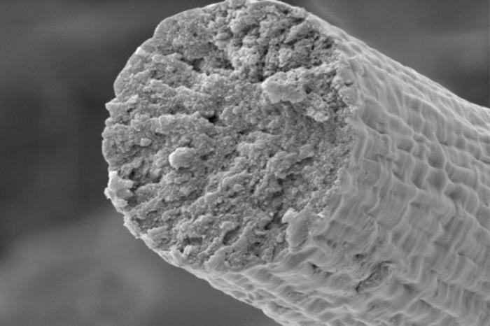 Учёные с помощью бактерий вырастили искусственные мышечные волокна — из них можно делать одежду и бронежилеты