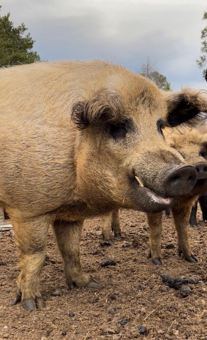 Блогерша из Норвегии чуть не погибла, решив сделать селфи в загоне со свиньями